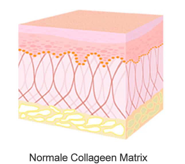 normale-collageen-matrix-organicolabs