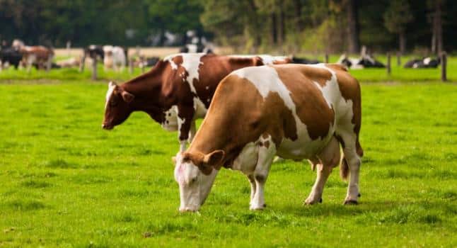 Organisch, Gras Gevoed Vlees koeien weiland