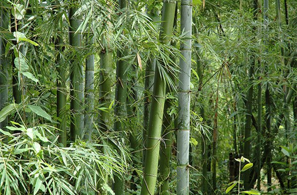 bamboe extract bamboo