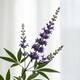 Vitex Agnus Castus