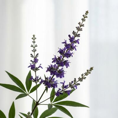 Vitex Agnus Castus