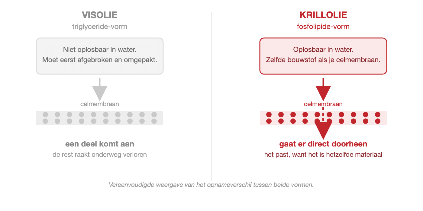 Schema: krillolie in fosfolipide-vorm passeert het celmembraan, visolie in triglyceride-vorm niet